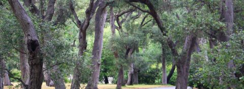 Descanso Gardens Memorial Boulder
